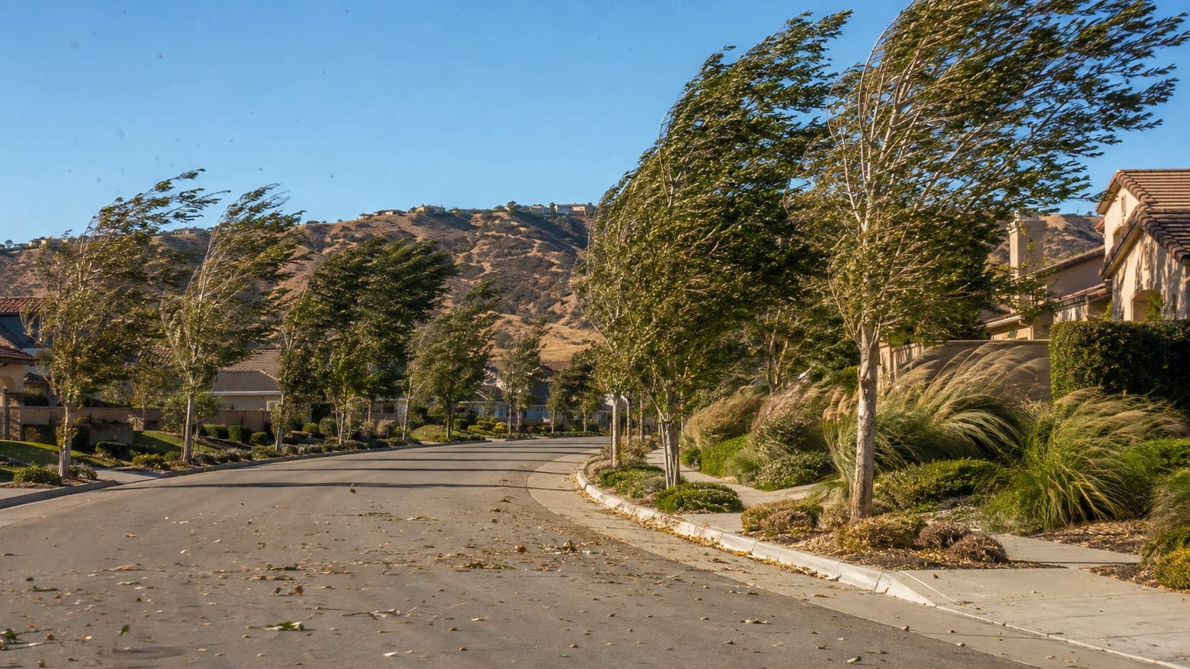 A Porter Ranch residential street lined with trees bent by strong Santa Ana winds, dry leaves blowing across the road below the foothills on the north rim of the San Fernando Valley.